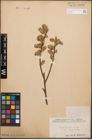 Foto von Salix cinerea L.